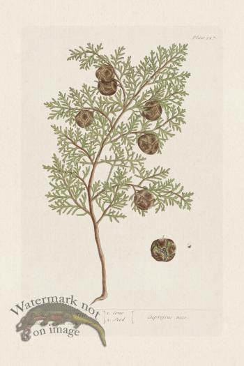 BEE 127 The Male Cyprefs Tree